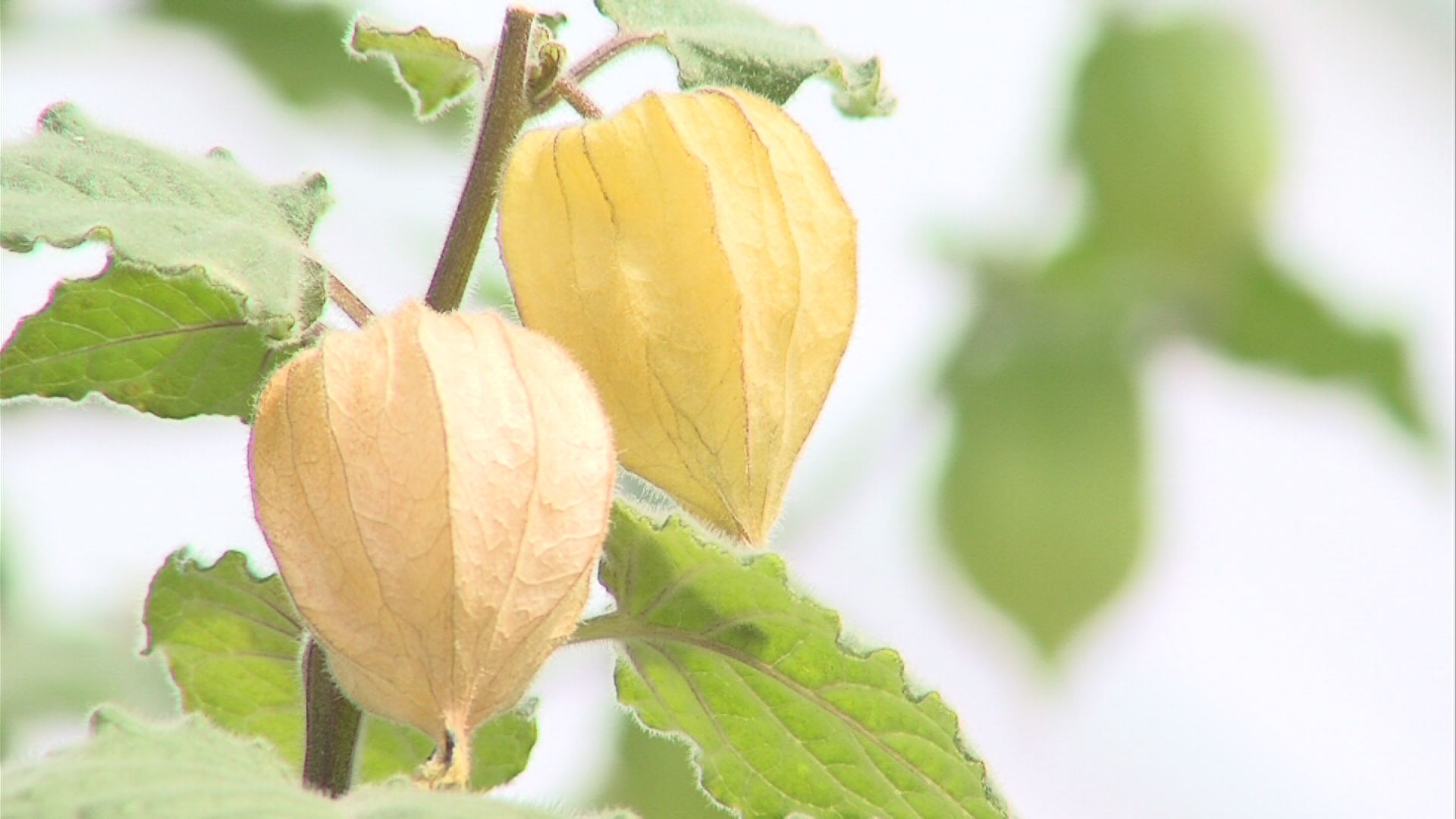 食用ホオズキ 生産拡大へ露地栽培 ニュース 上越妙高タウン情報