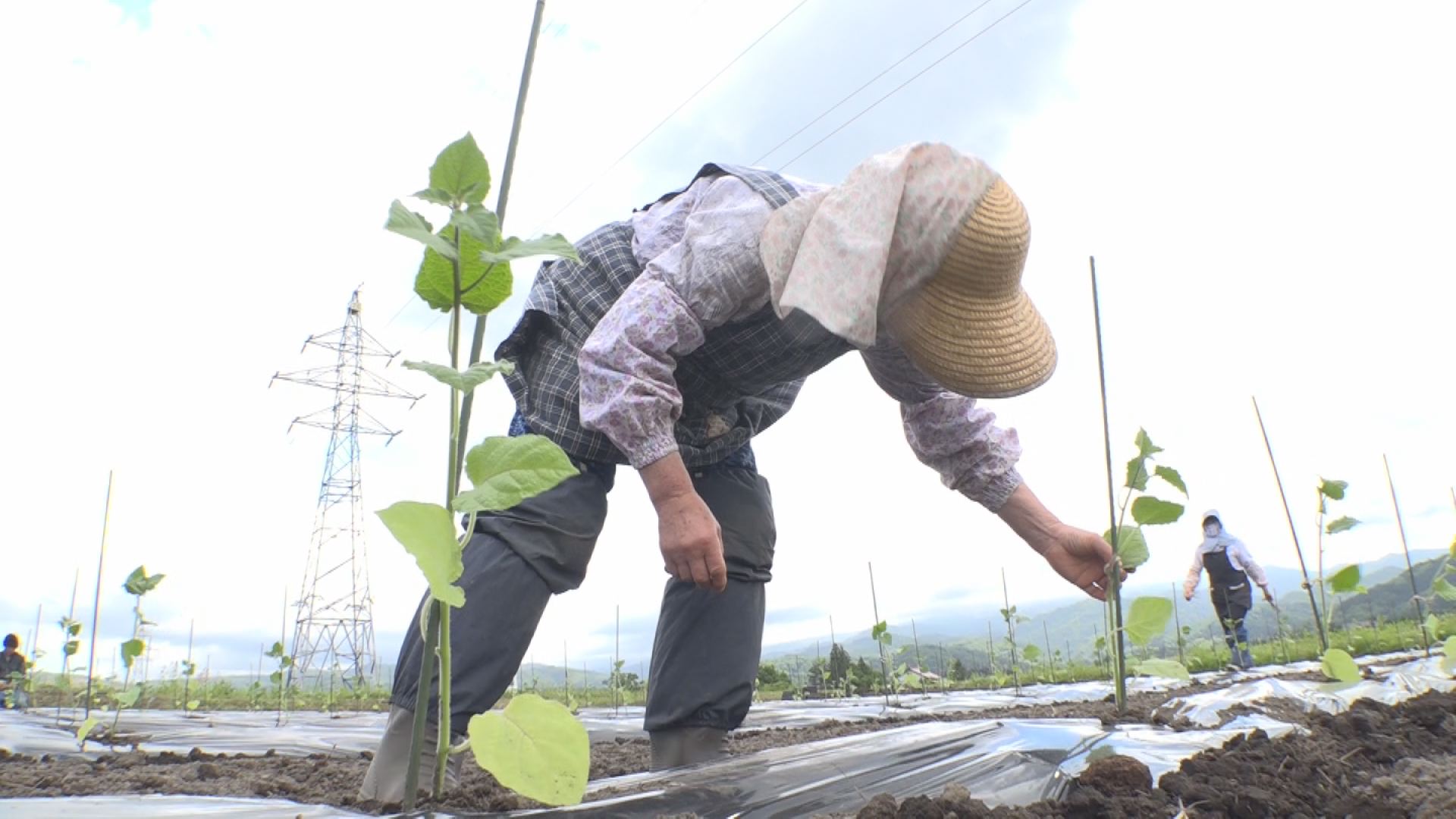 食用ホオズキ 生産拡大へ露地栽培 ニュース 上越妙高タウン情報