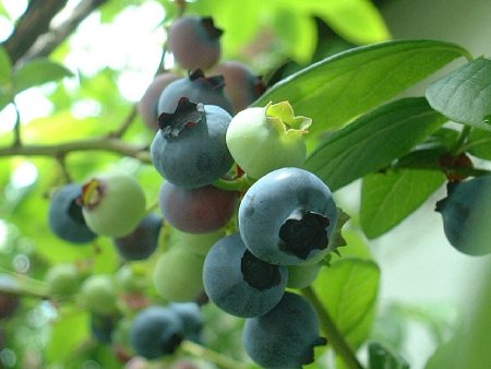 blueberry01