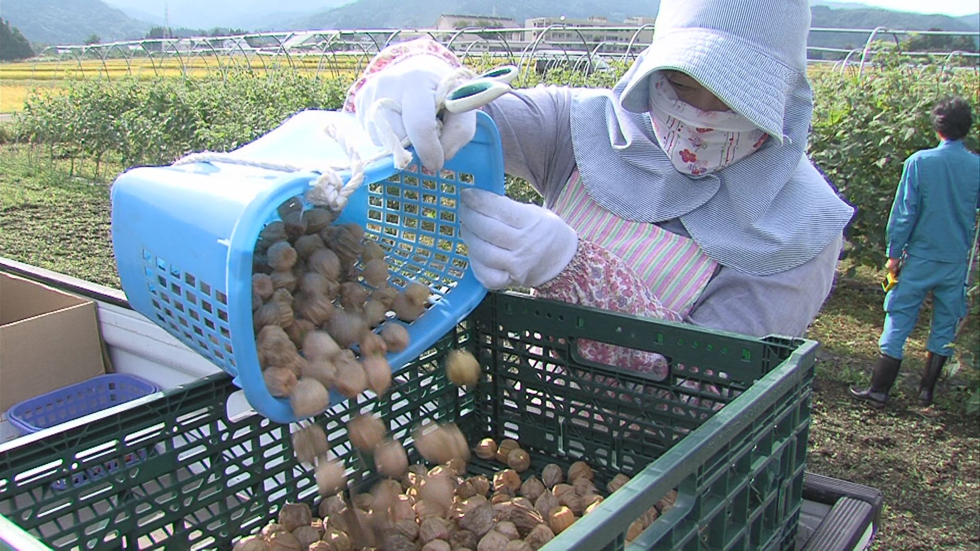 あすは秋分 食用ホオズキ実る ニュース 上越妙高タウン情報