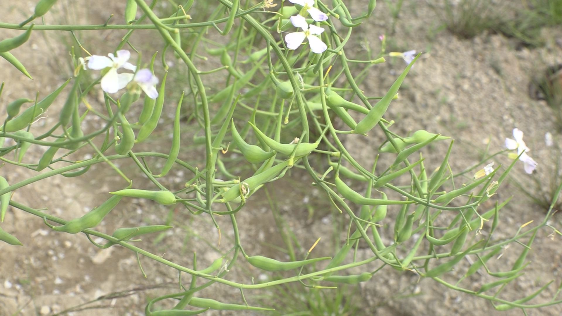 最高の大根 花 食べる すべての美しい花の画像