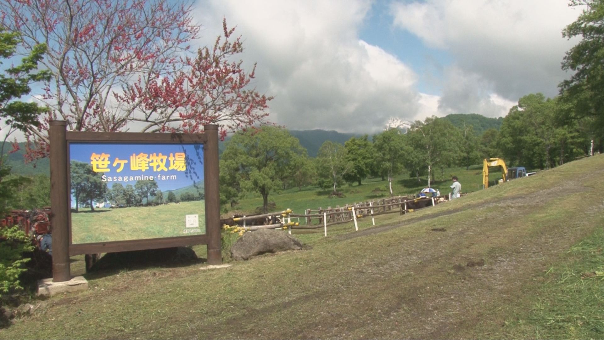 笹ヶ峰高原 牛の放牧はじまる ニュース 上越妙高タウン情報