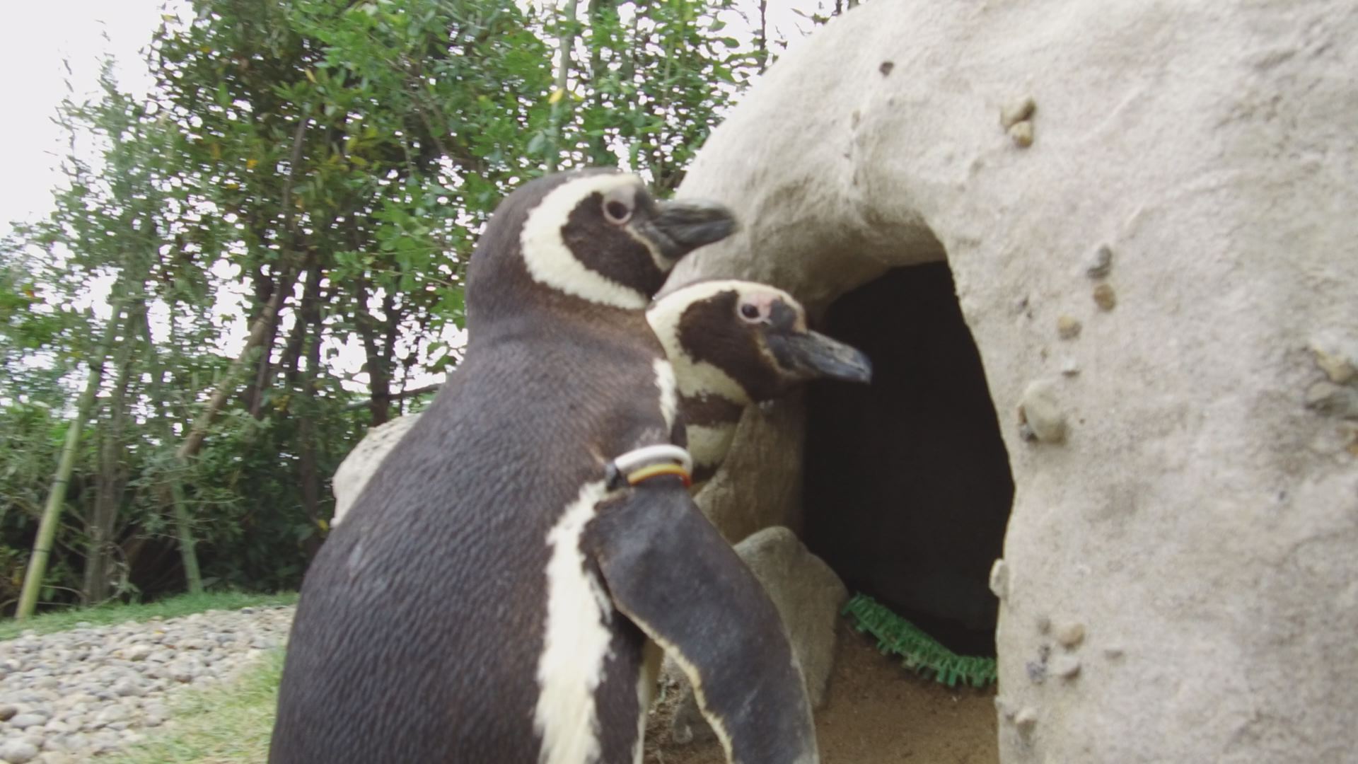 うみがたり マゼランペンギンの生息域外重要繁殖地に指定 ニュース 上越妙高タウン情報