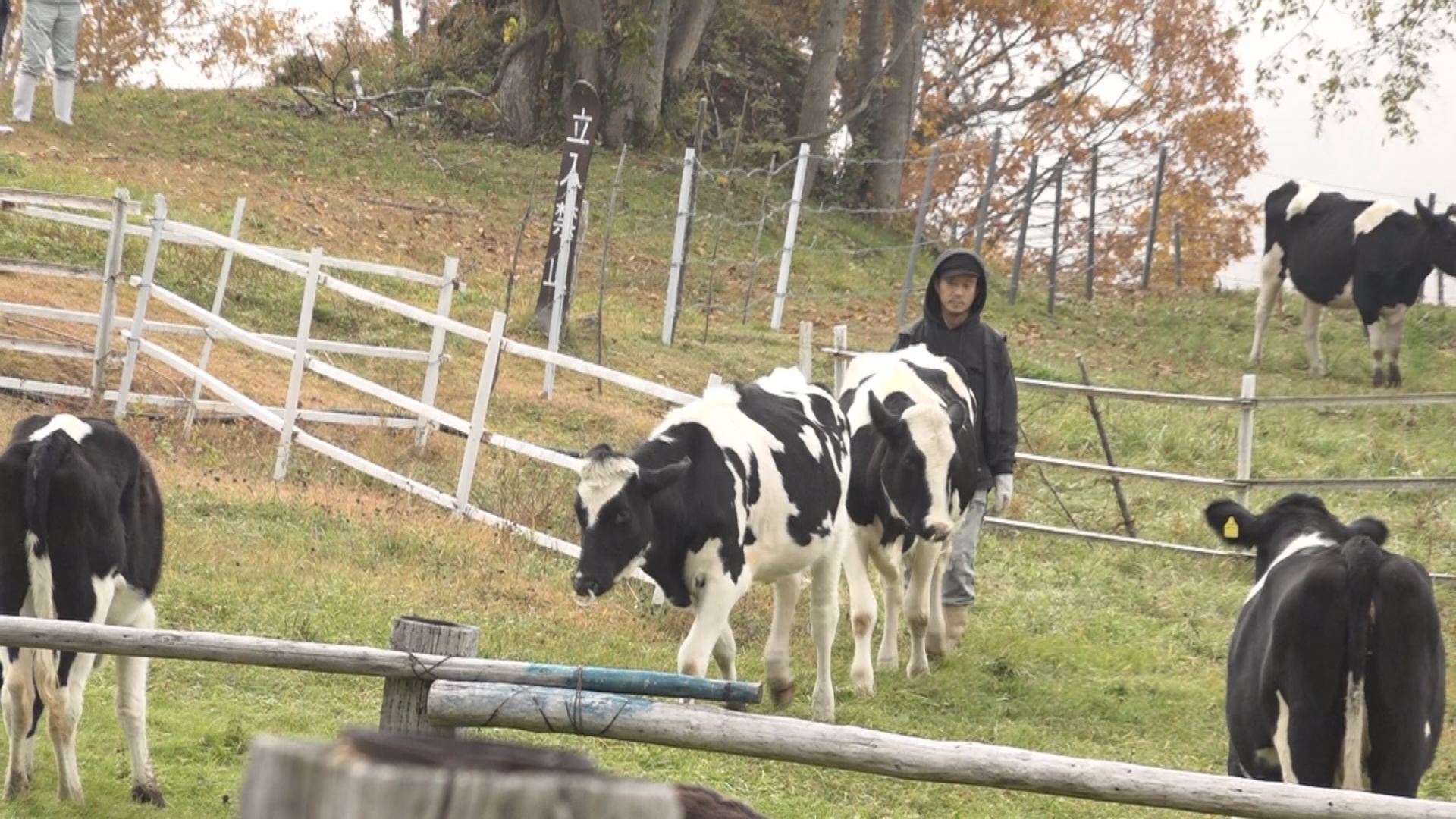 高原でのびのび育ちました 笹ヶ峰牧場で下牧はじまる ニュース 上越妙高タウン情報