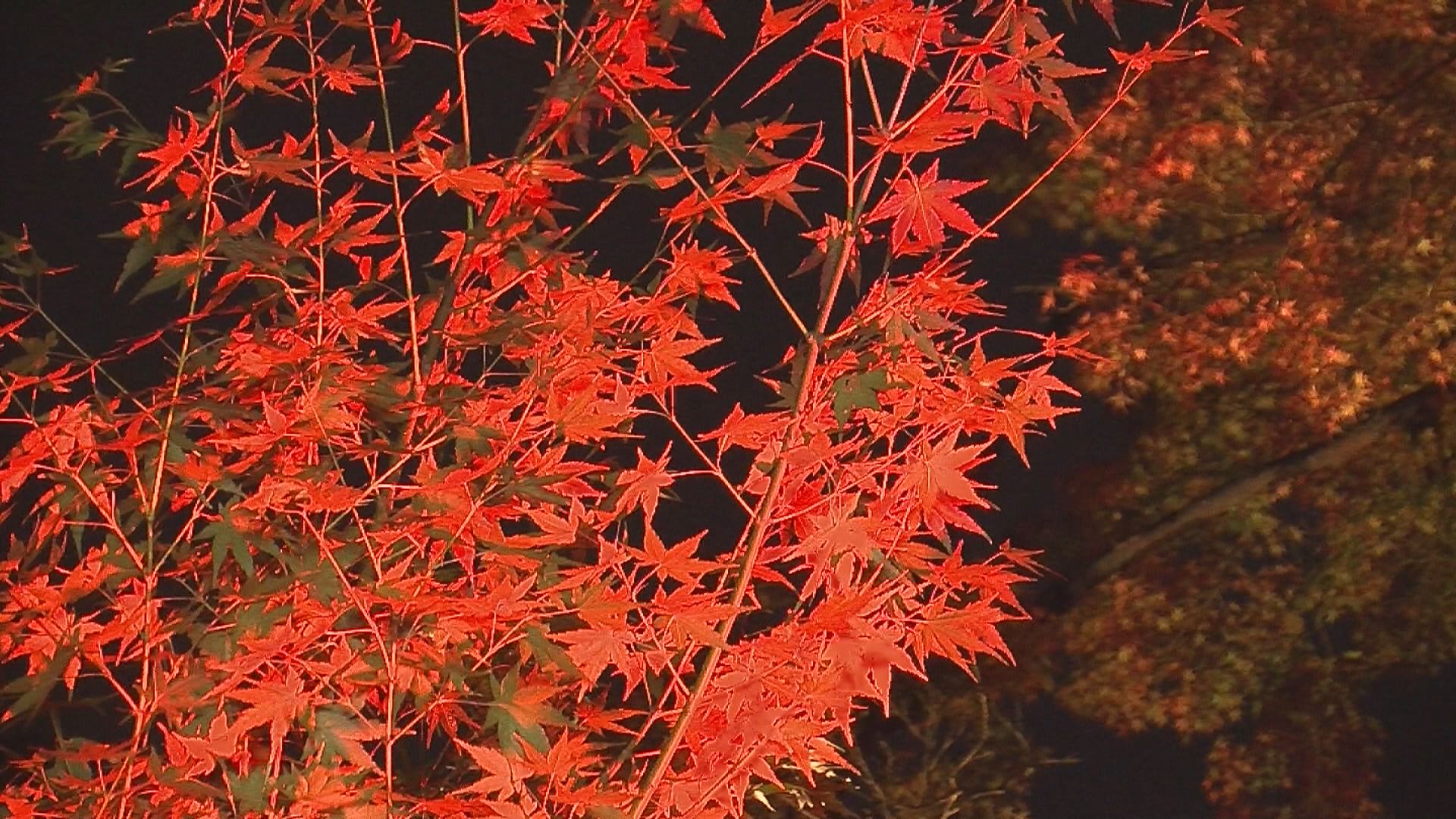 181107_陀羅尼八幡神社モミジのライトアップ4