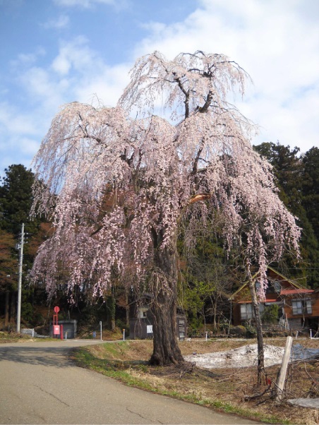 吉川三大しだれ桜 尾神しだれ桜まつり 4月14日 日 イベント 上越妙高タウン情報 Part