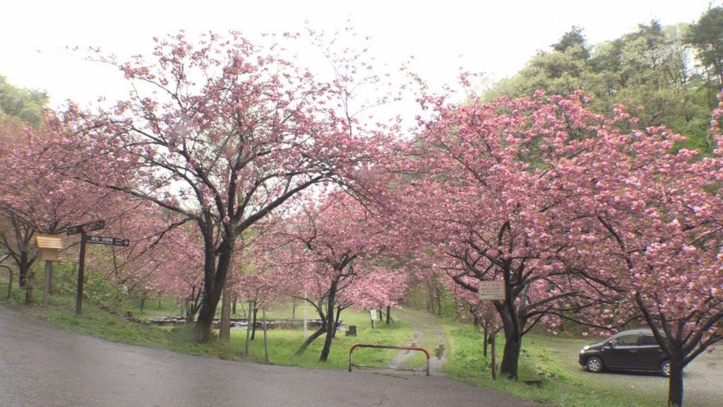 190425_五智公園八重桜