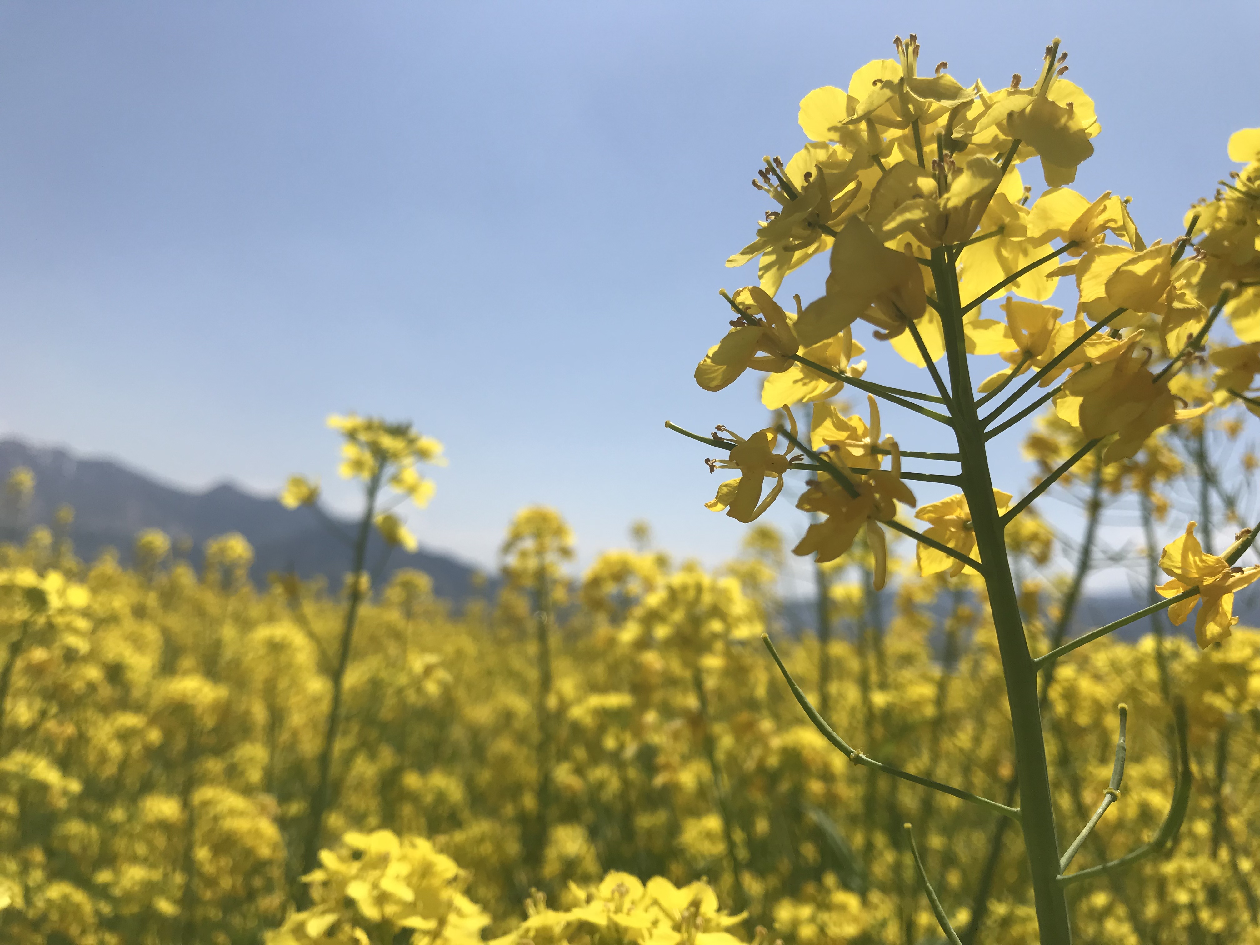 2 800万本 いいやま菜の花まつり あすまで ニュース 上越妙高タウン情報 Part