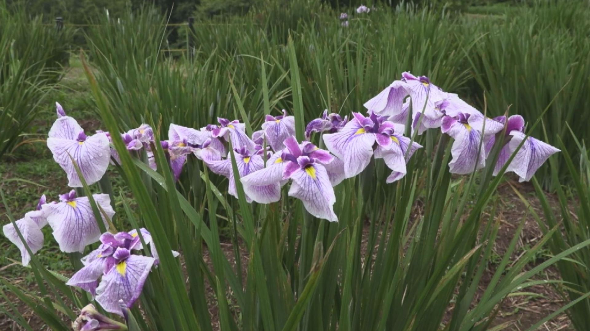 アヤメの花咲き始める 上越市板倉区玄藤寺 ニュース 上越妙高タウン情報