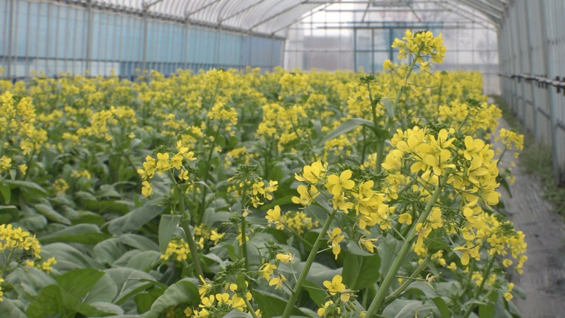 貴重なみどり野菜です アスパラ菜が最盛期迎える ニュース 上越妙高タウン情報