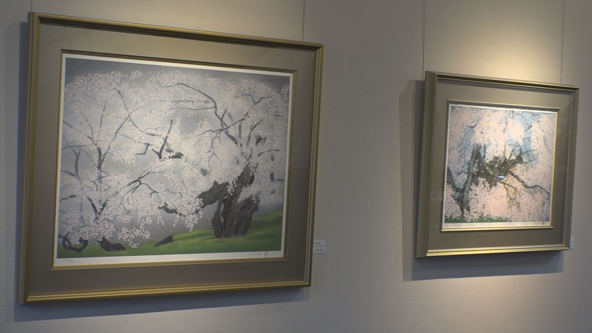 1000年桜の生命力 日本画家 中島千波さん作品展 ニュース 上越妙高タウン情報