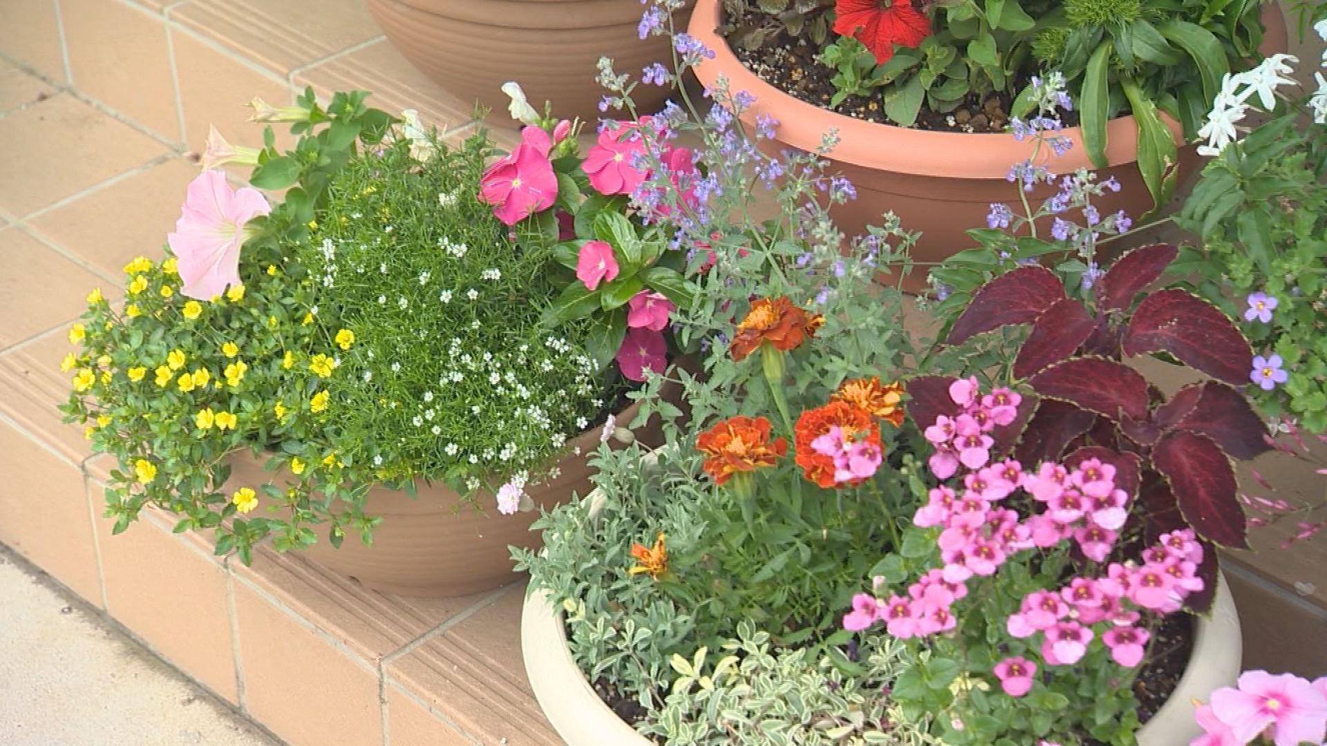 プロに聞く 色々な種類の花を一度に楽しめる 寄せ植え 編集部おすすめ 上越妙高タウン情報