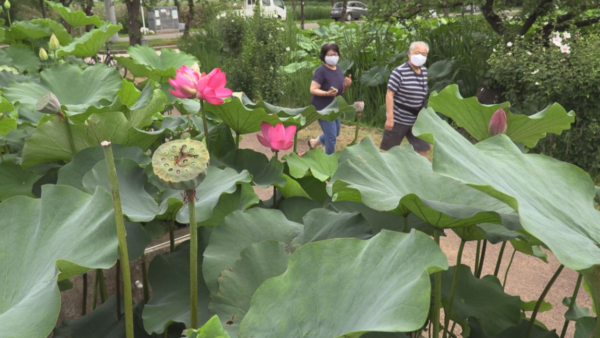 双頭蓮開花 一目みればしあわせ！ | ニュース | 上越妙高タウン情報