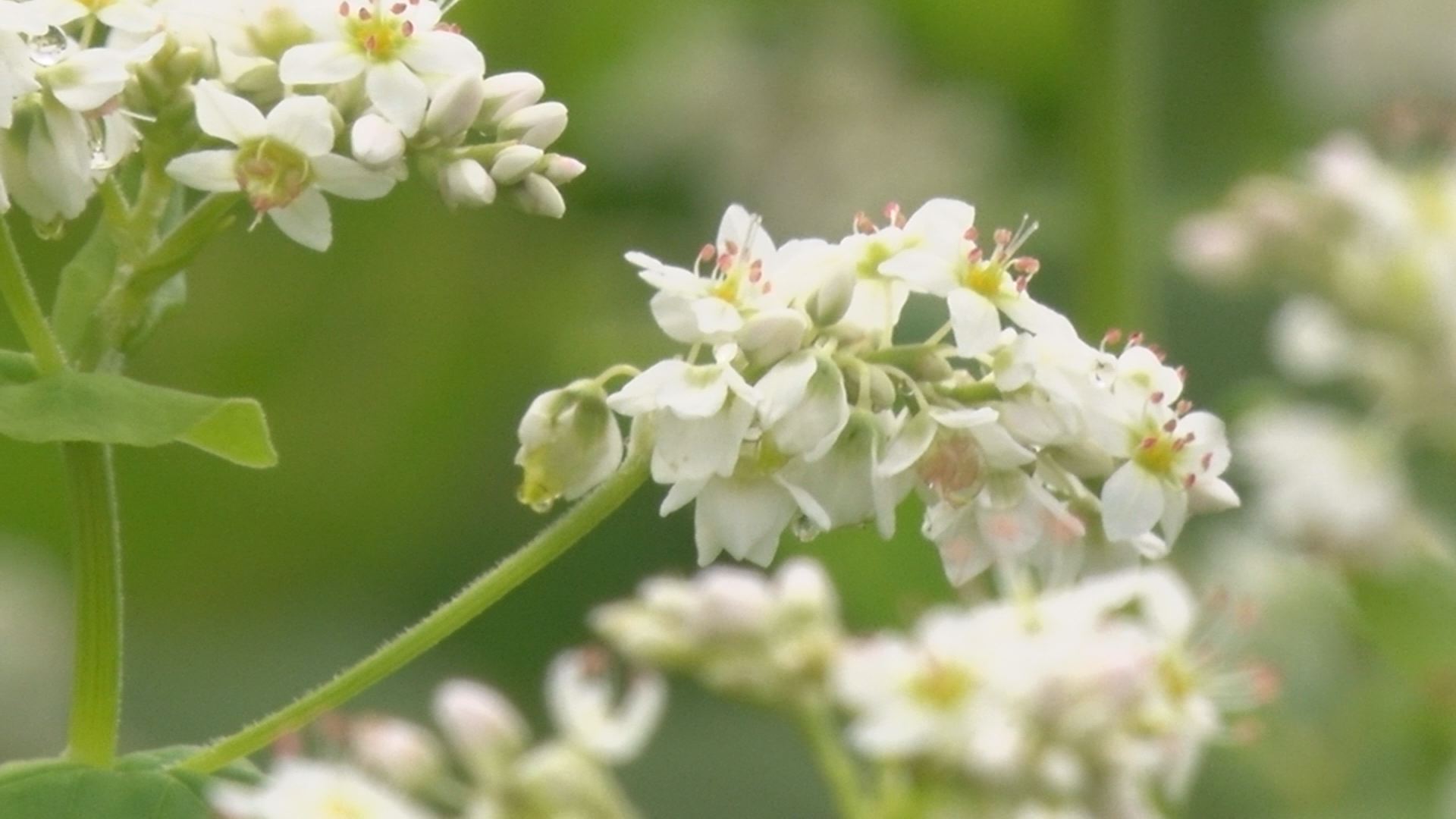一面まっ白なジュウタン 板倉区光ヶ原高原のソバの花が見ごろ ニュース 上越妙高タウン情報