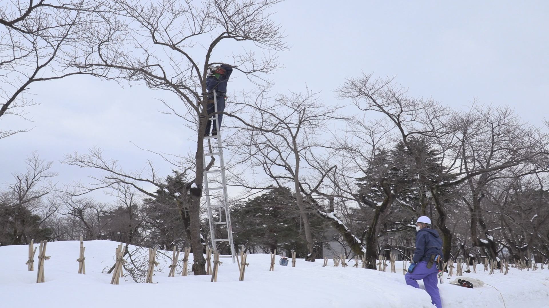 高田城址公園 雪でサクラの枝折れる被害 広範囲に発生 ニュース 上越妙高タウン情報