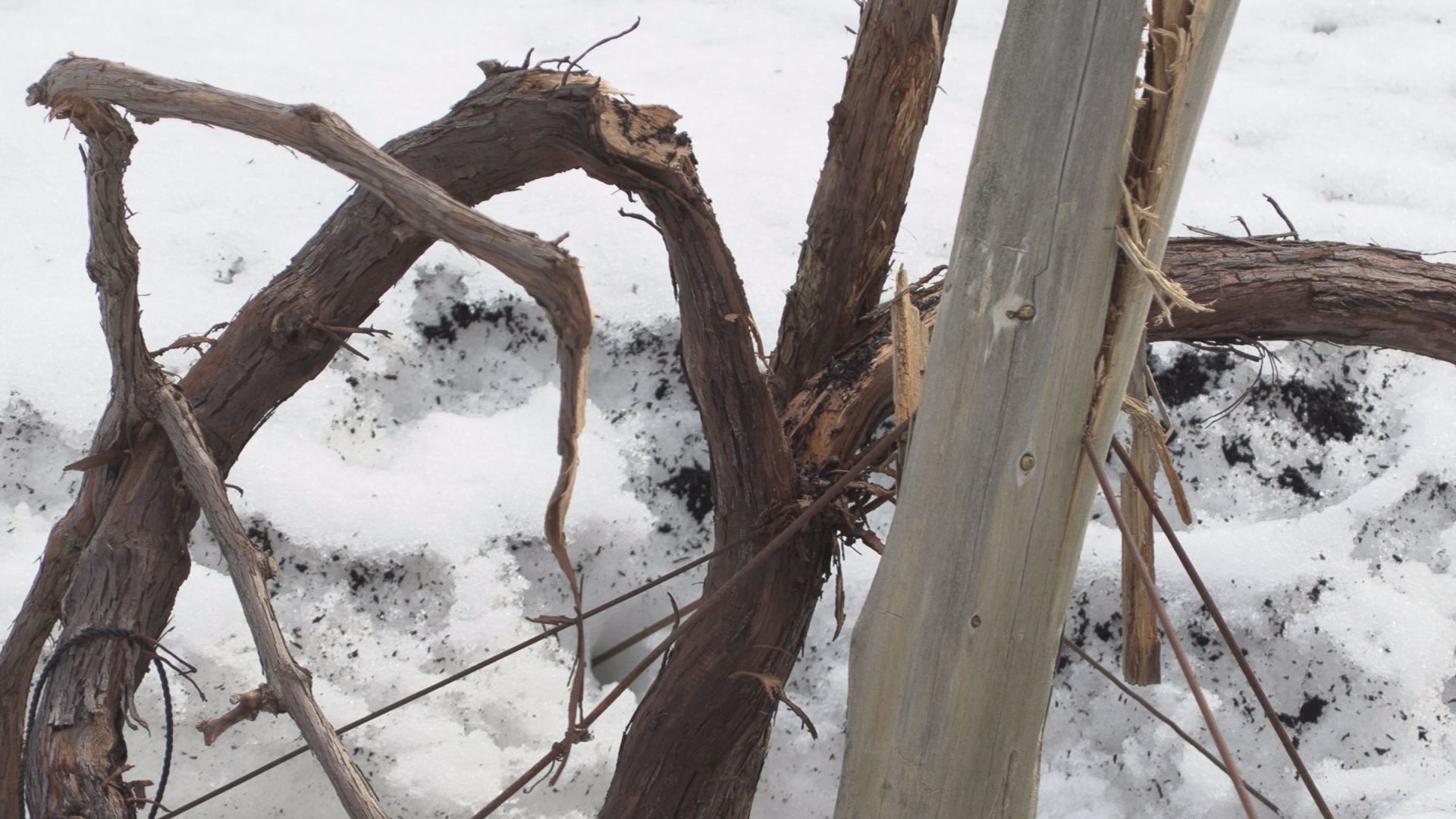 大雪被害 農家の経営は ブドウ園の木折れる ニュース 上越妙高タウン情報