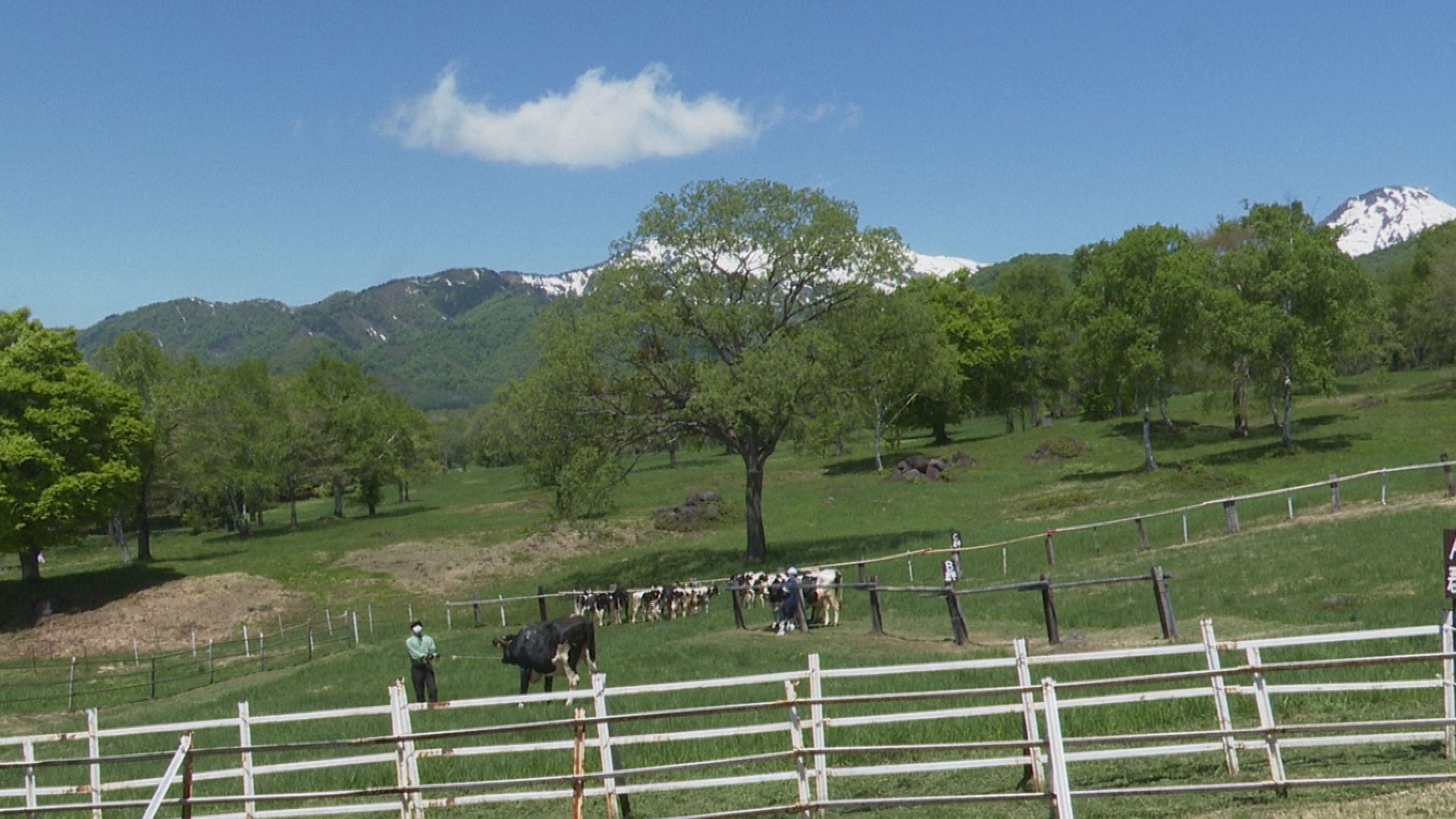 笹ヶ峰で牛の放牧 お山の上ですくすく成長 ニュース 上越妙高タウン情報